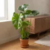 Monstera Deliciosa, pianta da interno, altezza 50-70 cm, Anteprima dell’immagine prodotto 3