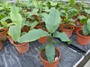 Bananenstaude Banane Musa Velutina 80 cm, rosa Zwergbanane, Produktbild-Vorschau 6