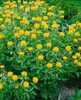 Großkopf-Flockenblume, im Topf - Centaurea macrocephala Produktbild-Vorschau 2