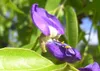 SAFLAX - Glicynia Afrykańska - 15 Nasiona - Bolusanthus Podgląd zdjęcia produktu 7