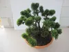 Pinus mugo Jacobsen - zwergige Latschenkiefer Jacobsen Produktbild-Vorschau 5