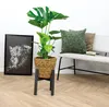 Monstera Deliciosa, Fensterblatt, mit Rattankorb, 70-80 cm, Produktbild-Vorschau 2
