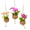 Kokodama Phalaenopsis (L) Náhled obrázku produktu 1