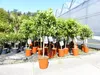 Citrus Yuzu 100 - 120 cm, Zitronenbaum Zitrone, japanische Produktbild-Vorschau 1