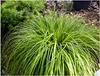 Stauden Gänge 10 x Carex oshimensis 'JS Greenwell' im 1 Produktbild-Vorschau 1