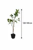 Citrus limon Femminello Siracusano Zitronenbaum 120–160 cm Produktbild-Vorschau 5