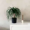 Elefantenfuß - Beaucarnea 'recurvata' - Höhe 60-70cm - Produktbild-Vorschau 4