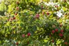 Cornus kousa 'Milky Way', Japanischer Blumen-Hartriegel, Produktbild-Vorschau 7