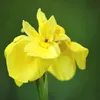 Bloomique - Iris Pseudacorus - Heimische Sumpf-Schwertlilie Produktbild-Vorschau 3