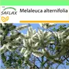 SAFLAX Garden to go - Australský čajovník - Melaleuca Náhled obrázku produktu 5