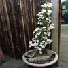 Clematis Early Sensation - zimozielona, wieloletnia i Podgląd zdjęcia produktu 4