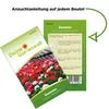 Hängegeranien Mischung Samen - Pelargonium peltatum - Produktbild-Vorschau 3
