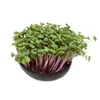 Grow-Grow Nut Starterpaket |  Microgreen Anzuchtsets von Produktbild-Vorschau 16
