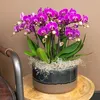 Orchidées Colibri | Orchidée Phalaenopsis violette - Voir les images du produit 5