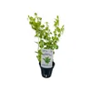 Gelbes Pfennigkraut - Lysimachia nummularia aurea Produktbild-Vorschau 2