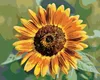 Zuty - Malen nach Zahlen - SONNENBLUMENBLÜTE, 40x50 cm, mit Produktbild-Vorschau 1