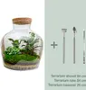 Diy Terrarium - Fat Joe - ↕ 30 Cm Produktbild-Vorschau 1