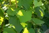 Vitis vinifera 'Erdbeertraube', Weinrebe, süß, 80–100 cm Produktbild-Vorschau 7