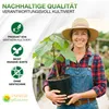 Paulownia "Nordmax 21" Blauglockenbaum im 15 cm Topf Produktbild-Vorschau 5