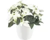 elho brussels Diamond Rund 25cm Übertopf - weiss Produktbild-Vorschau 8