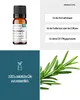 Rosmarin (10ml) - naturreines, ätherisches Öl von Produktbild-Vorschau 2