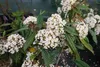 Viburnum 'Pragense' - Snowball 60-80 cm - Pojemnik Podgląd zdjęcia produktu 1