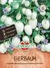 SPERLI Eierbaumsamen Solanum melongena 15 Pflanzen Produktbild-Vorschau 1
