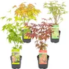 4x Acer Mix - Orange Dream - Going Green - Schmetterling - Produktbild-Vorschau 1