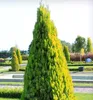 Morgenländischer Lebensbaum ´PYRAMIDALIS AUREA´ 20-30 cm, Produktbild-Vorschau 6