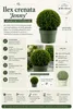 Ilex crenata Jenny Kugel Ø 30–35 cm | Japanische Stechpalme Produktbild-Vorschau 2