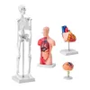 A set of anatomical models of the human body, including a skeleton, torso with organs, heart, and brain, displayed on a white background. Náhled obrázku produktu