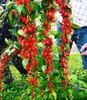 BALDUR Garten 1x Goji 'Sweet Lifeberry®', Pflanze im 9x9 Produktbild-Vorschau 1