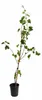 Vitis vinifera Lakemont Weinrebe 120–180 cm | Kernlose Produktbild-Vorschau 4