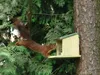 Eichhörnchen_Futterautomat_Esschert Náhled obrázku produktu