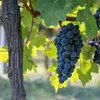 Green boutiQ - Obstpflanze - Vitis vinifera Boskoop Glory - Produktbild-Vorschau 5