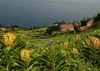 SAFLAX - Obří - motýl květina - Hedychum gardnerianum - 10 Náhled obrázku produktu 4