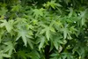 Liquidambar styraciflua 'Worplesdon', Amberbaum, 80–100 cm Produktbild-Vorschau 8