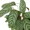 Bloomique - Calathea Compactstar - Plante d'intérieur - Voir les images du produit 6