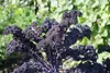 SAFLAX - Bio - Kale - Red Krauser - 50 Nasiona - Brassica Podgląd zdjęcia produktu 4