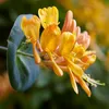 Bloomique - 2er-Set - Lonicera Tellmanniana - Produktbild-Vorschau 4
