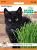 Katzengras | Katzengrassamen von Samen Pfann Produktbild-Vorschau 3