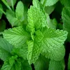 6 x Pfefferminze - Mentha piperita  | Topf 9cm x 9cm Produktbild-Vorschau 2