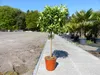 Citrus Yuzu 100 - 120 cm, Zitronenbaum Zitrone, japanische Produktbild-Vorschau 2