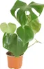 Bloomique - Monstera Deliciosa - Plante-gruyère- Plante Voir les images du produit 1