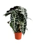 Alocasia Polly 35 cm - tropická rastlina slonie ucho, Náhľad obrázku produktu 1