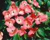 Cornus kousa 'Satomi', Japanischer Blumen-Hartriegel, rosa Produktbild-Vorschau 13