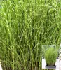 BALDUR Garten 1x Chinaschilf Zebragras, Pflanze im 9x9 Produktbild-Vorschau 1