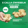 Cibule lilie calla, mrazuvzdorné, víceleté – směs fialových Náhled obrázku produktu 4