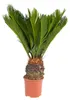 Cycas revoluta (felce di palma giapponese) in vaso da 14 cm Anteprima dell’immagine prodotto 1