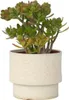 Grubosz - Crassula ovata 'Hobbit' - Wysokość 45-50cm - Podgląd zdjęcia produktu 4